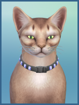 ansehen Abessinier Klara Erwachsen